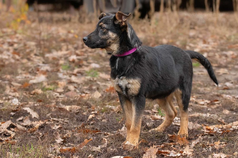 Цуценя хлопчик шукає родину