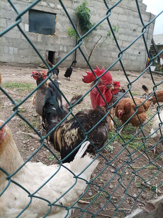 Sprzedam koguta gołoszyjke