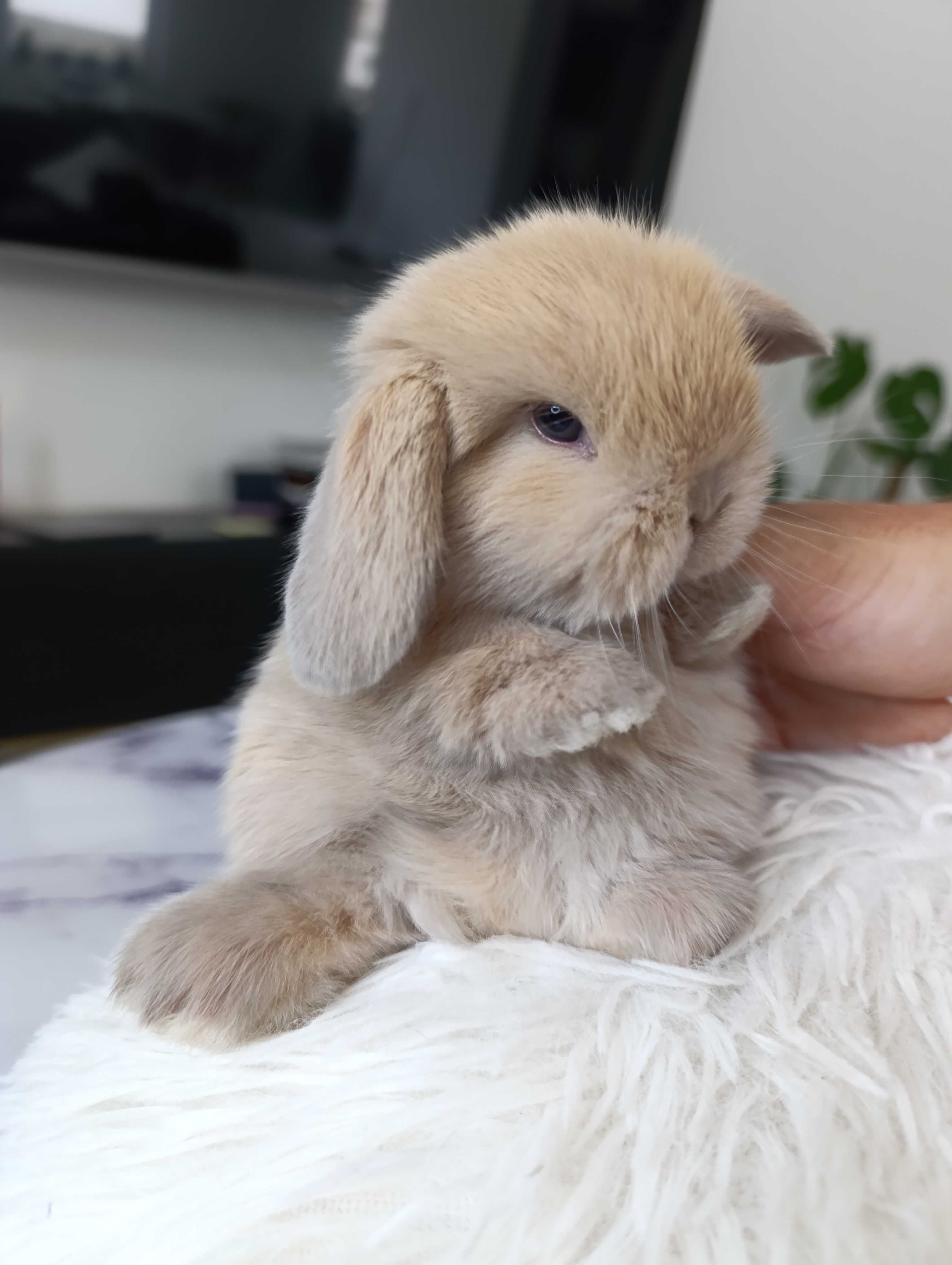 Mini lop karzełek Teddy hodowla zarejestrowana