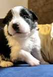 Sunia border collie