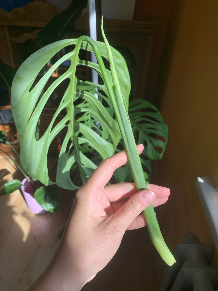 Monstera esqueleto szczyt