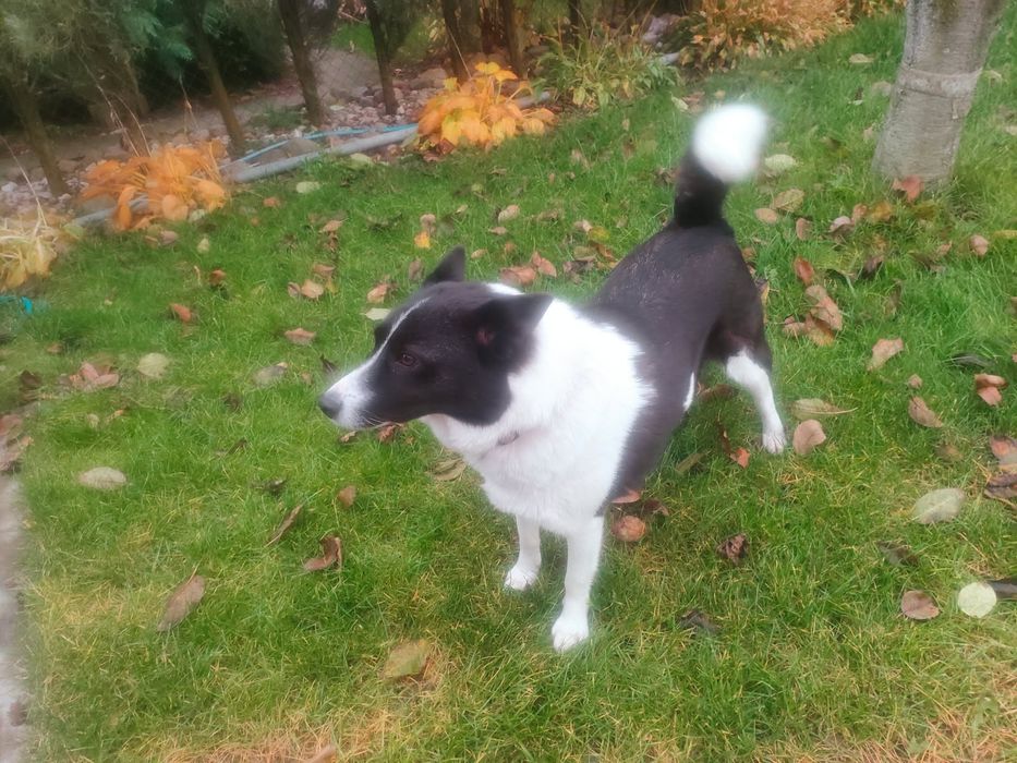 Łajka mix, 2 lata, 16 kg, aktywna, adopcja za darmo oddam