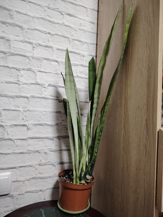 Сансевиерия Сильвер Квин, высокорослая.