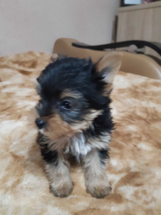 york shire terrier piesek