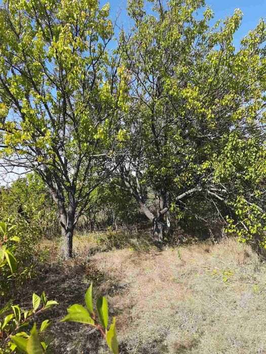 Продам 2 участка пос.Котляры(Коммунар)