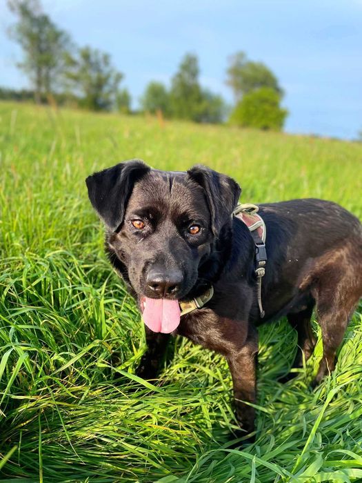 Duży samiec, czarny, spokojny, młody, 3lata