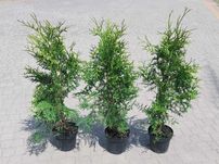 Tuja Brabant! Thuja! 70, 80, 100, 120 cm! Dowozimy! Sadzimy tuje!