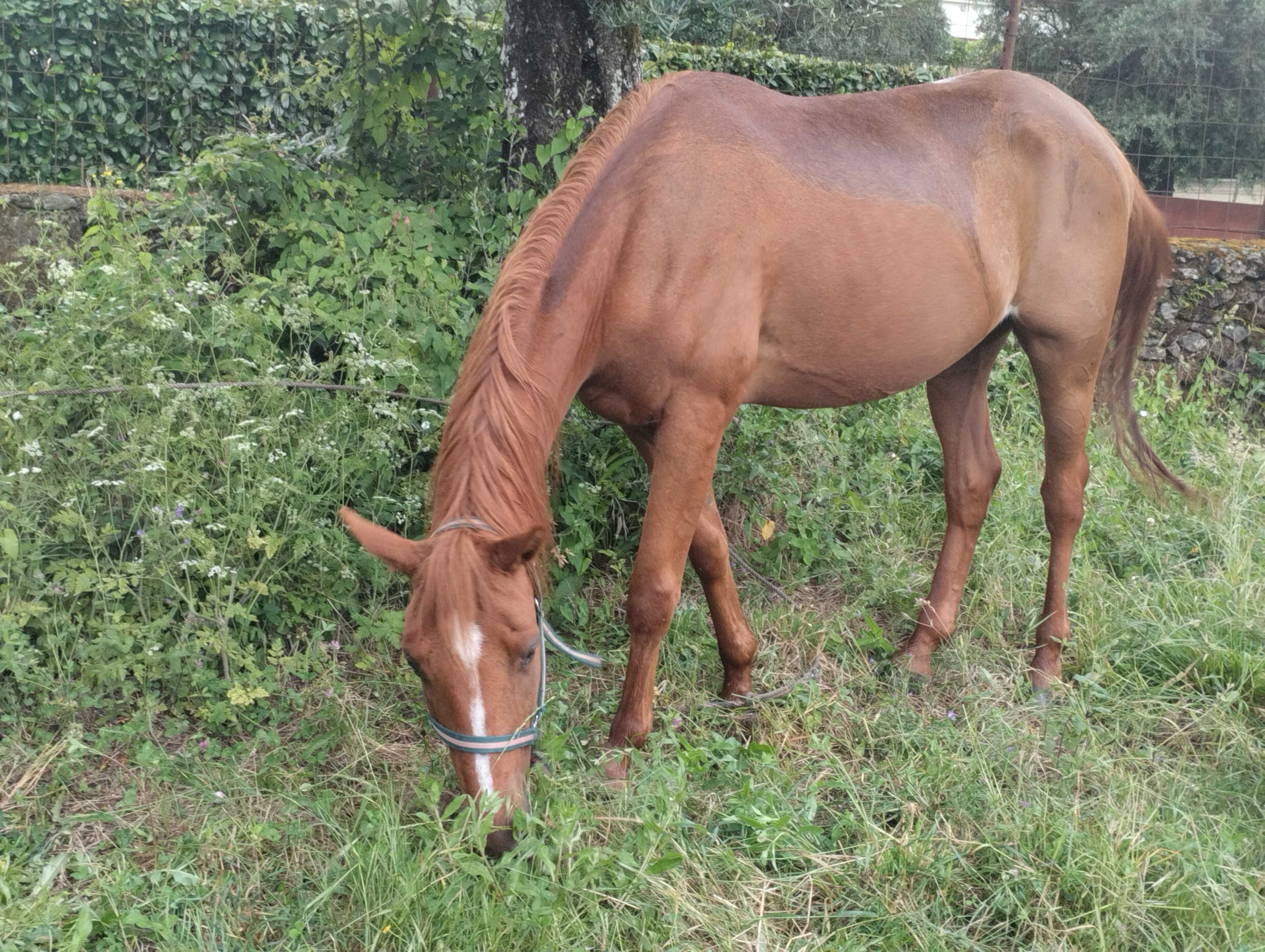 Vendo trotadore francês puro