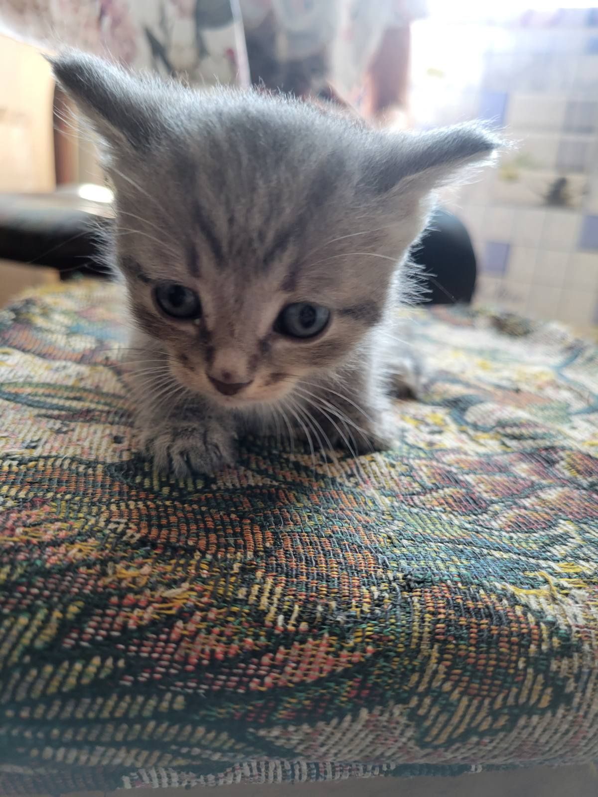 Котята 1 месяц. Бесплатно котенок. Кот. Кошка. Отдам даром