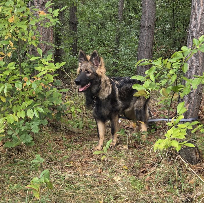 Owczarek niemiecki długowłosy FCI - wilczasty