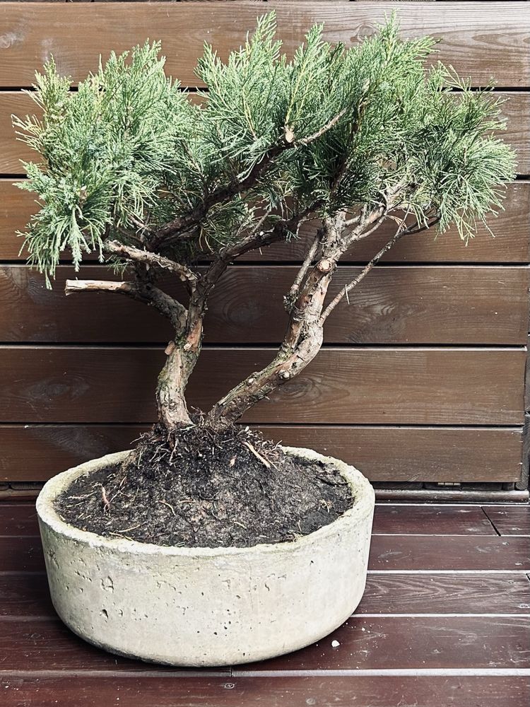 Bonsai z jałowca w ręcznie wykonanej betonowej donicy
