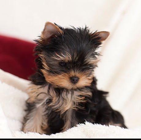 York Yorkshire terrier chip paszport wyprawka