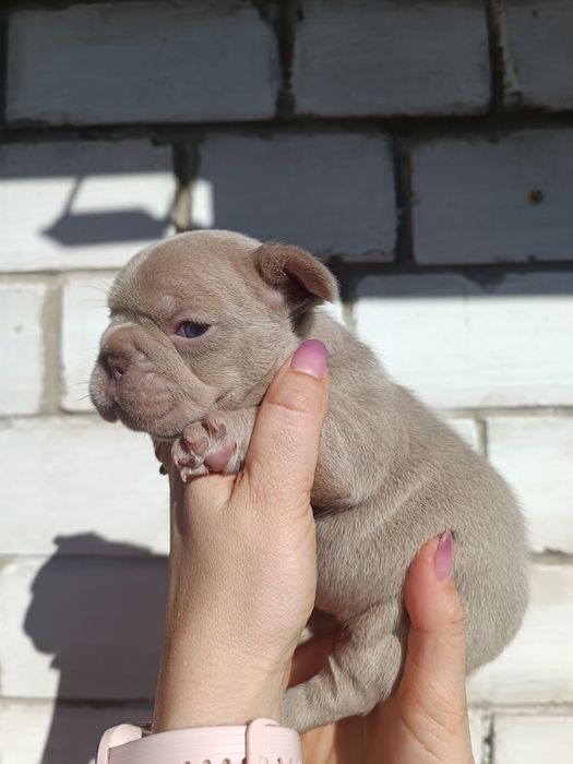 Квіточка в забарвленні Ізабелла Нью шейд