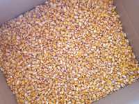 Продам зерно кукурудзи