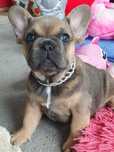Buldog francuski/Piekna  sunia