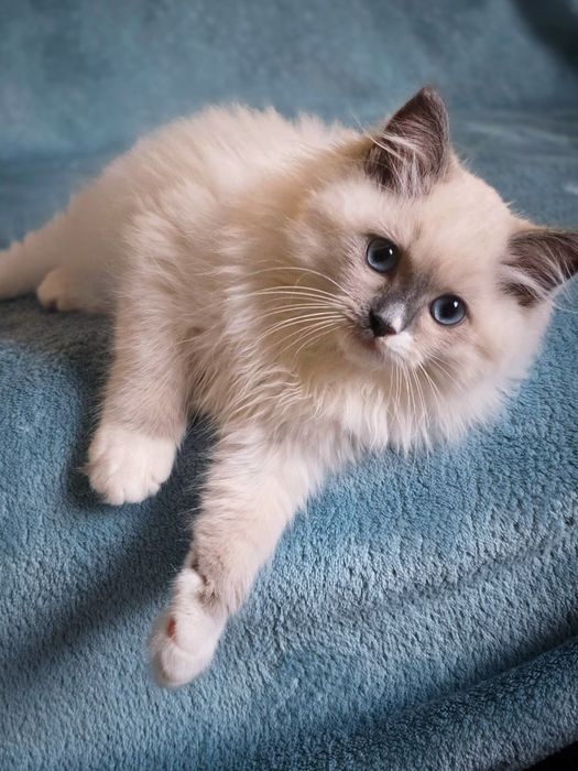 Przepiękne Kocięta Ragdoll