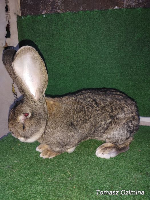 Olbrzym Belgijski samiec