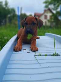 Pierwszeństwo wyboru, szczeniak Rhodesian Ridgeback. Domowa Hodowla