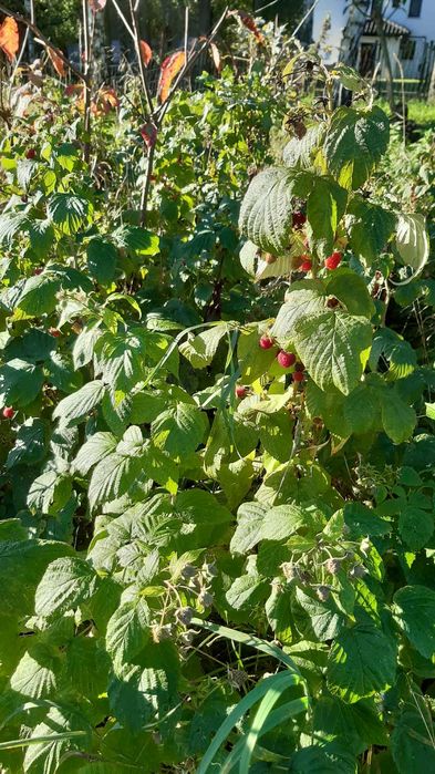 Sadzonki malin czerwcowych oraz  letnio-jesiennych