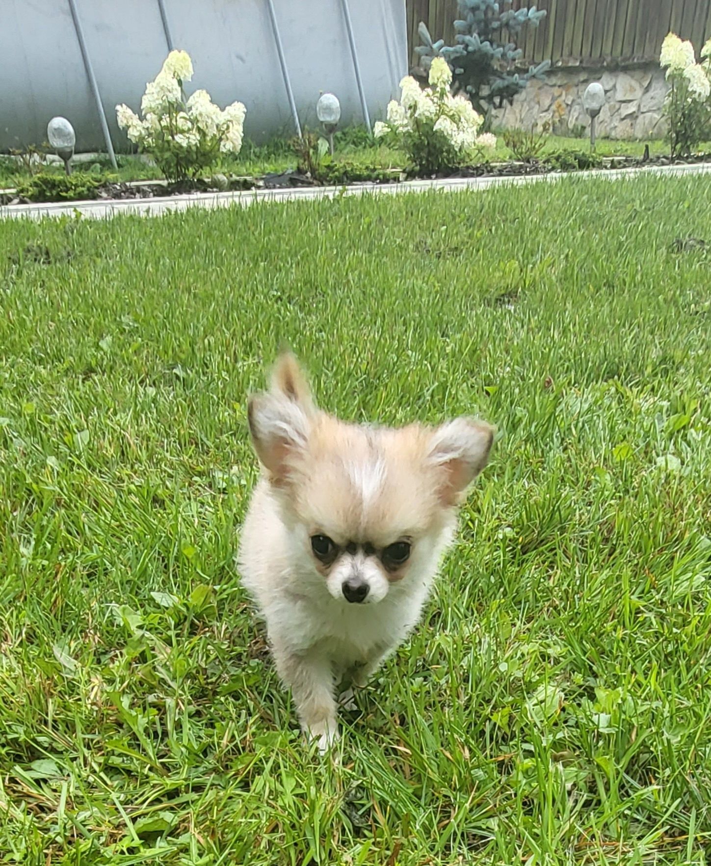 Chihuahua piesek