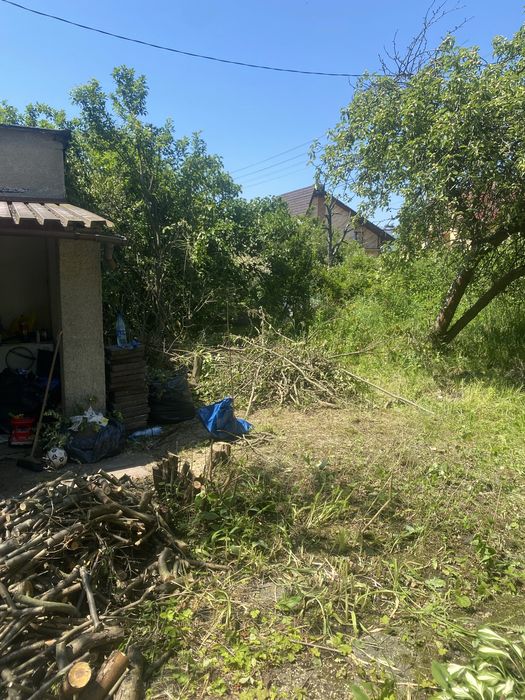 oddam drzewo za darmo