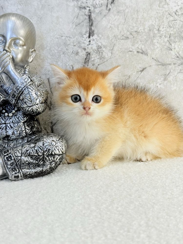 Femea  british golden chinchila shorthair