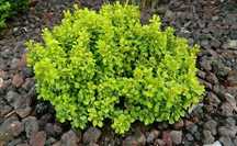 Berberis thunbergii Tiny Gold berberys Thunberga Tiny Gold