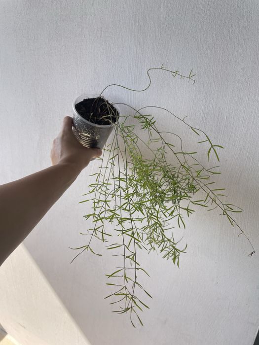 Аспарагус, кімнатні рослини