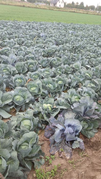 Kapusta biała Agresor.