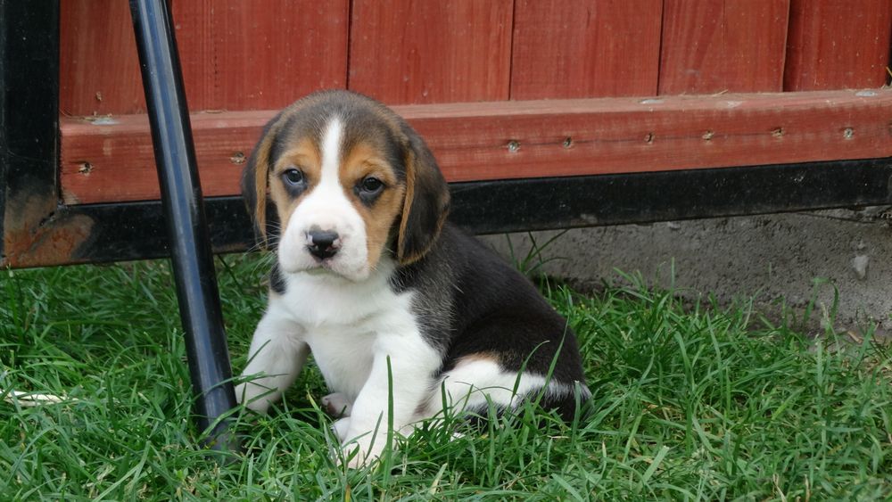 Beagle piękny piesek