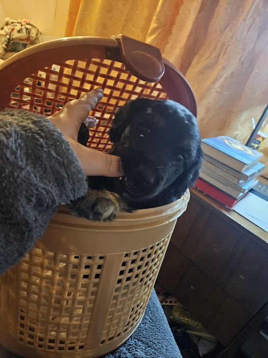 Щеня-хлопчик місяця два