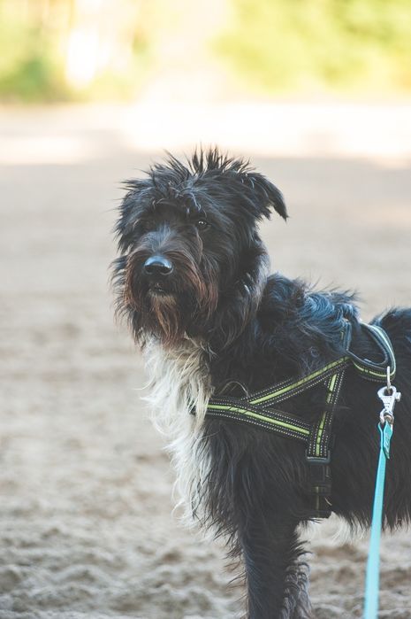 Rosynant fajny  rozczochraniec do adopcji