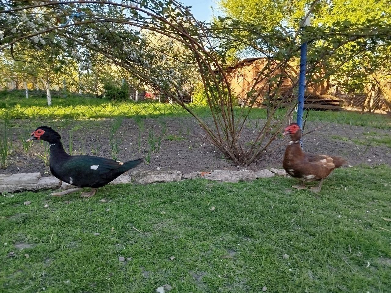 Качур, індокачур, індокачки