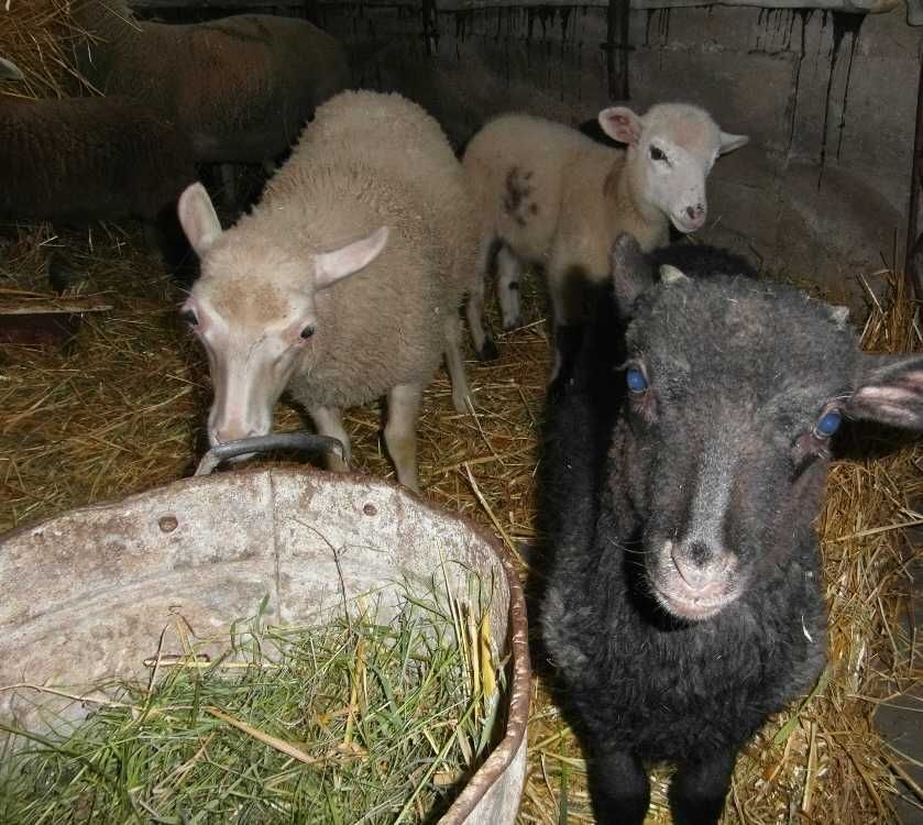 Owce, barany. Sprzedaż lub zamiana.