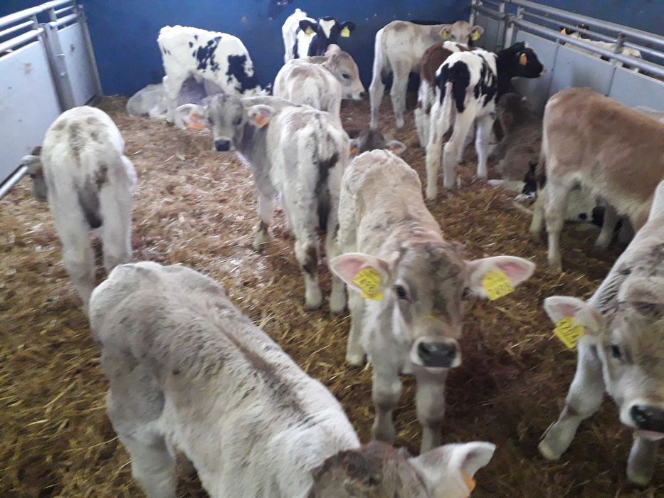 Cielęta, cielaki, byczki oraz jałówki mięsne, MM,MS,HF transport