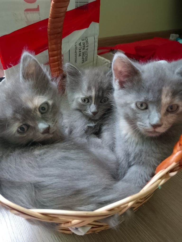 Кошенята , котики