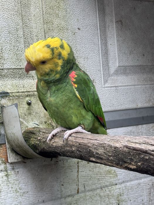 Casal Papagaios Amazona oratrix
