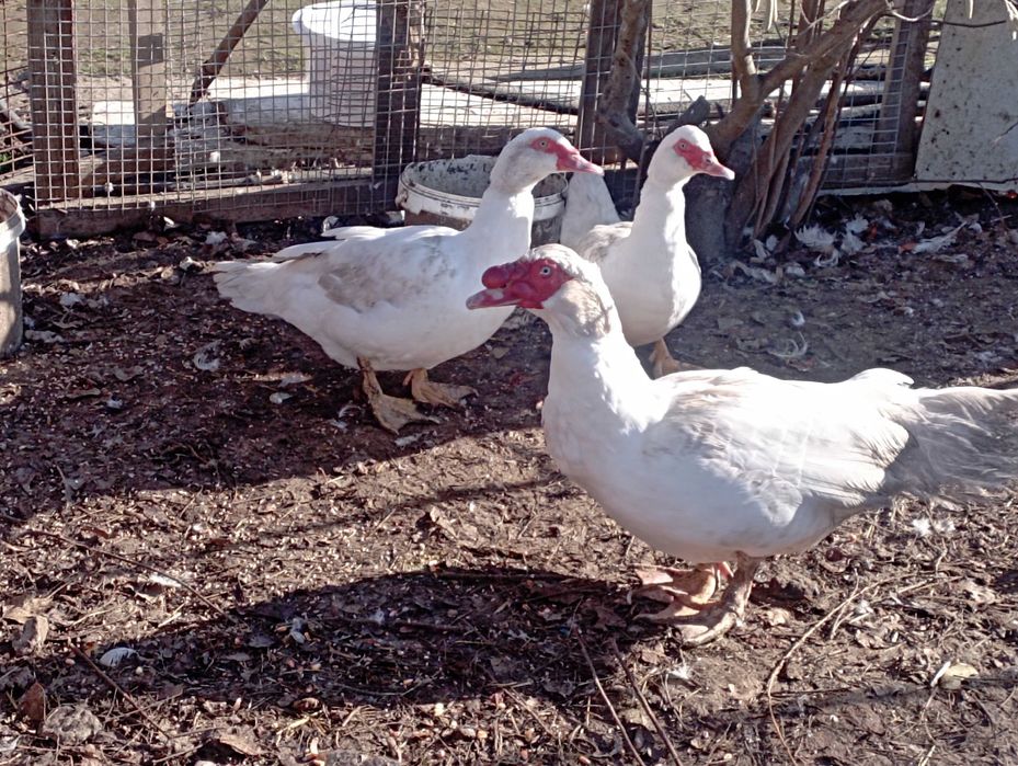 Білі качкі важкої дініі