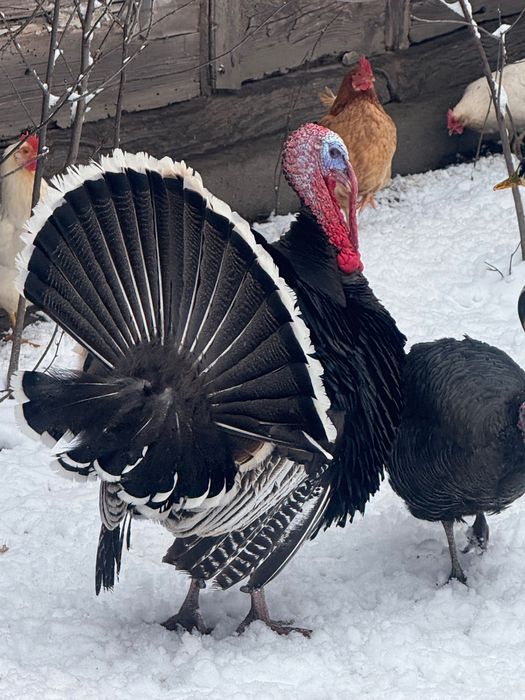 Sprzedam indyki indyczki.