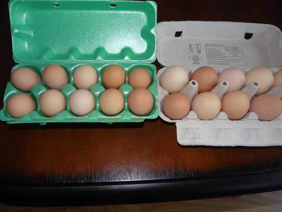 Sprzedam jaja, jajka 1,00 zł/szt.