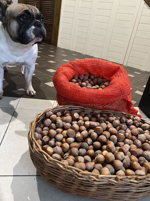 Фундук (лісовий горіх, ліщина)