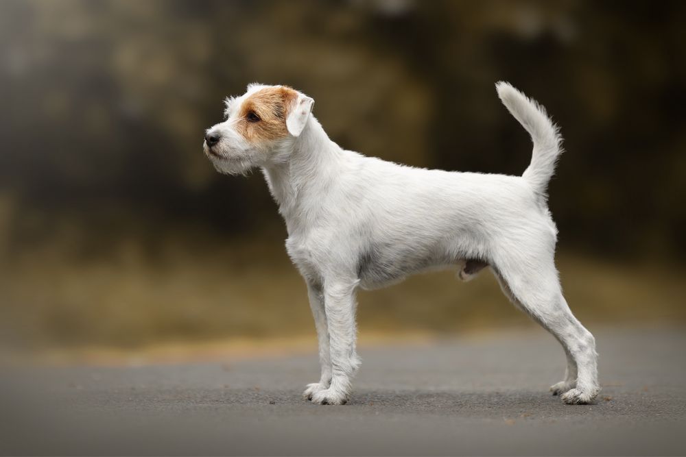 Parson Russell Terrier