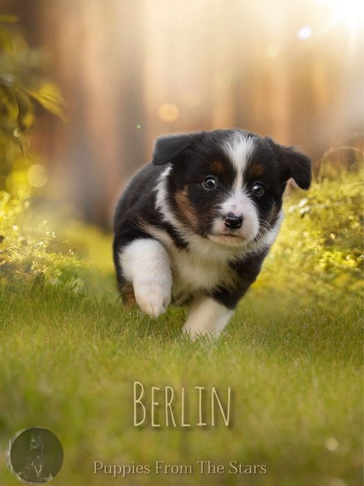Samiec Border Collie Black&White Tricolor