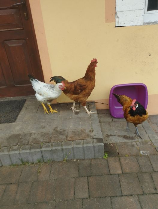 Sprzedam 10 kogutków 2 rasowe