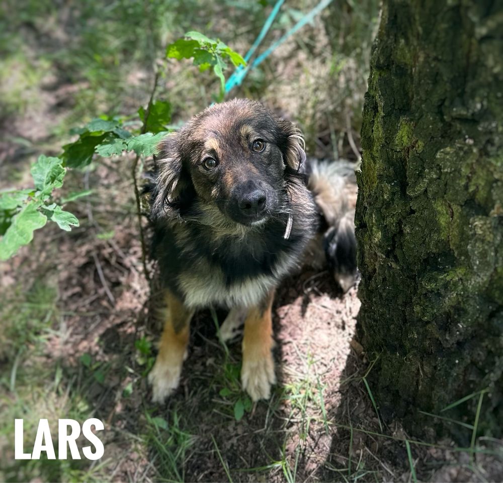 1,5 roczny, 10 kg, kochany Lars. Adopcja
