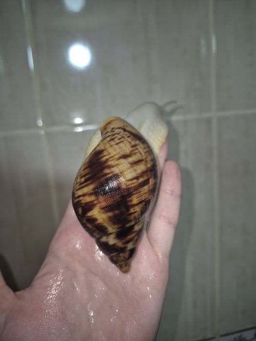 Ахатина ретикулята альбіно боді равлики 3-4 місячні