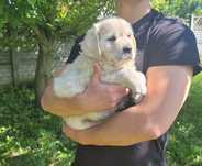 Golden Retriever FCI po Ch.Pl  - JASPER 2 m-ce piesek czeka