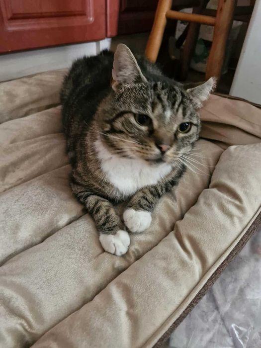 Przygarnij pulchnego kotka :)