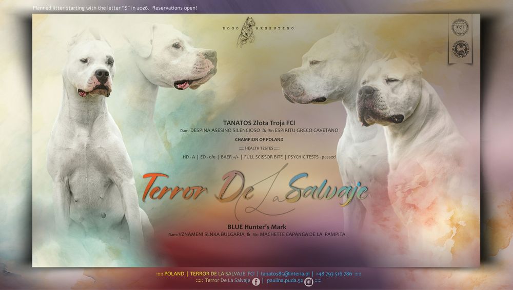 Zapowiedź miotu dog argentyński wiosna 2026