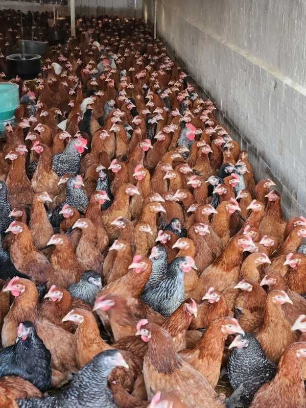 Nioski Kury Kurki !! Messa Rossa Leghorn prosto z Hodowli !! ZAPRASZAM